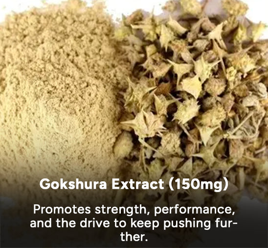 Gokshura Extract