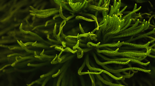 Can Spirulina Help Manage High Cholesterol and Diabetes?