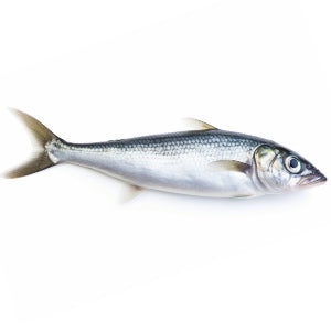 Micro-filtered fish Oil
